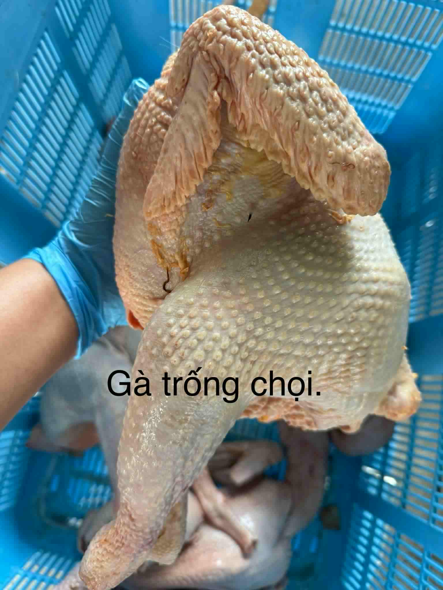 gà trống chọi